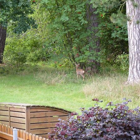 Ferienwohnung Im Wald Mit Kamin Bad Harzburg Eksteriør billede