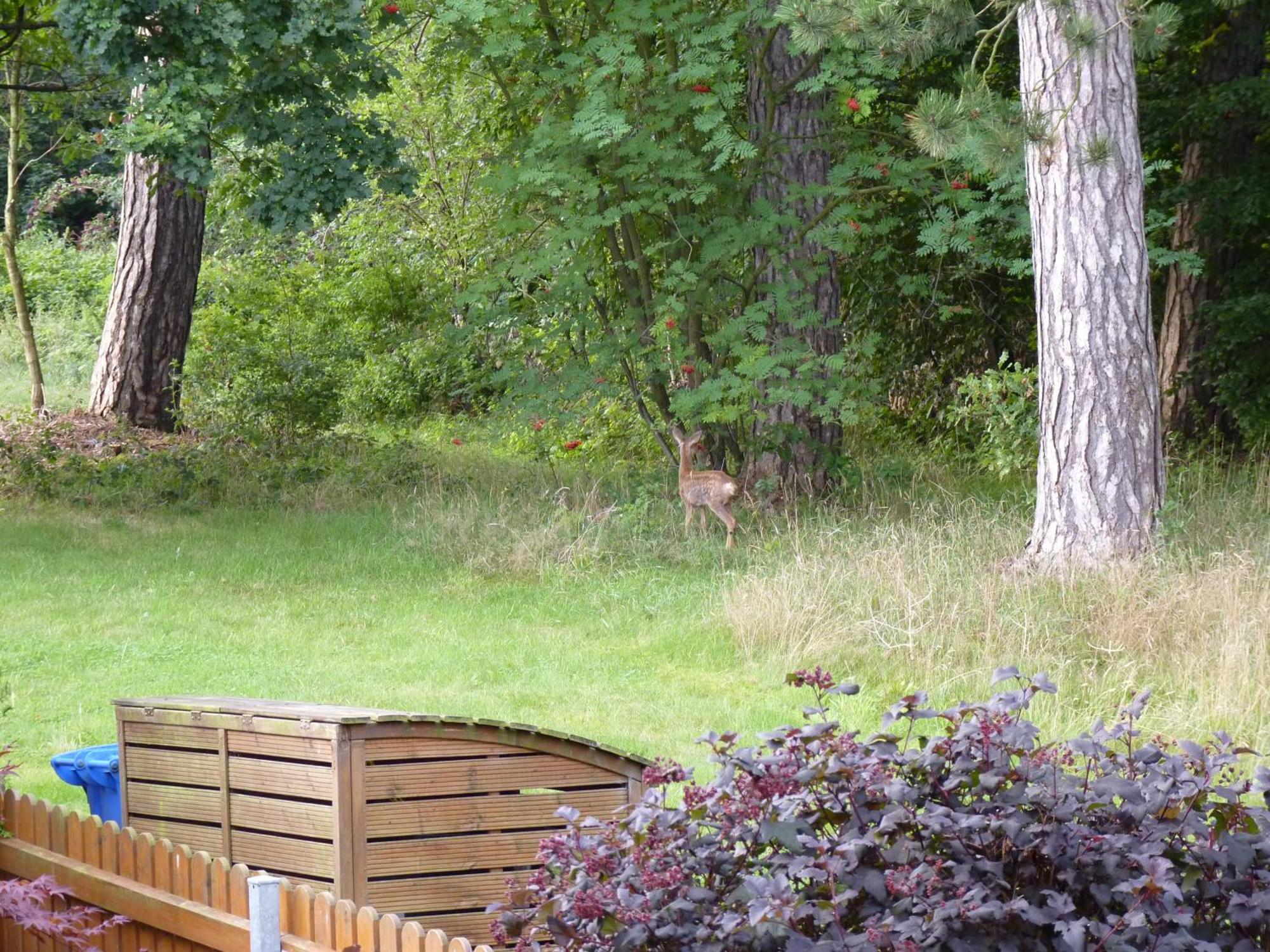 Ferienwohnung Im Wald Mit Kamin Bad Harzburg Eksteriør billede