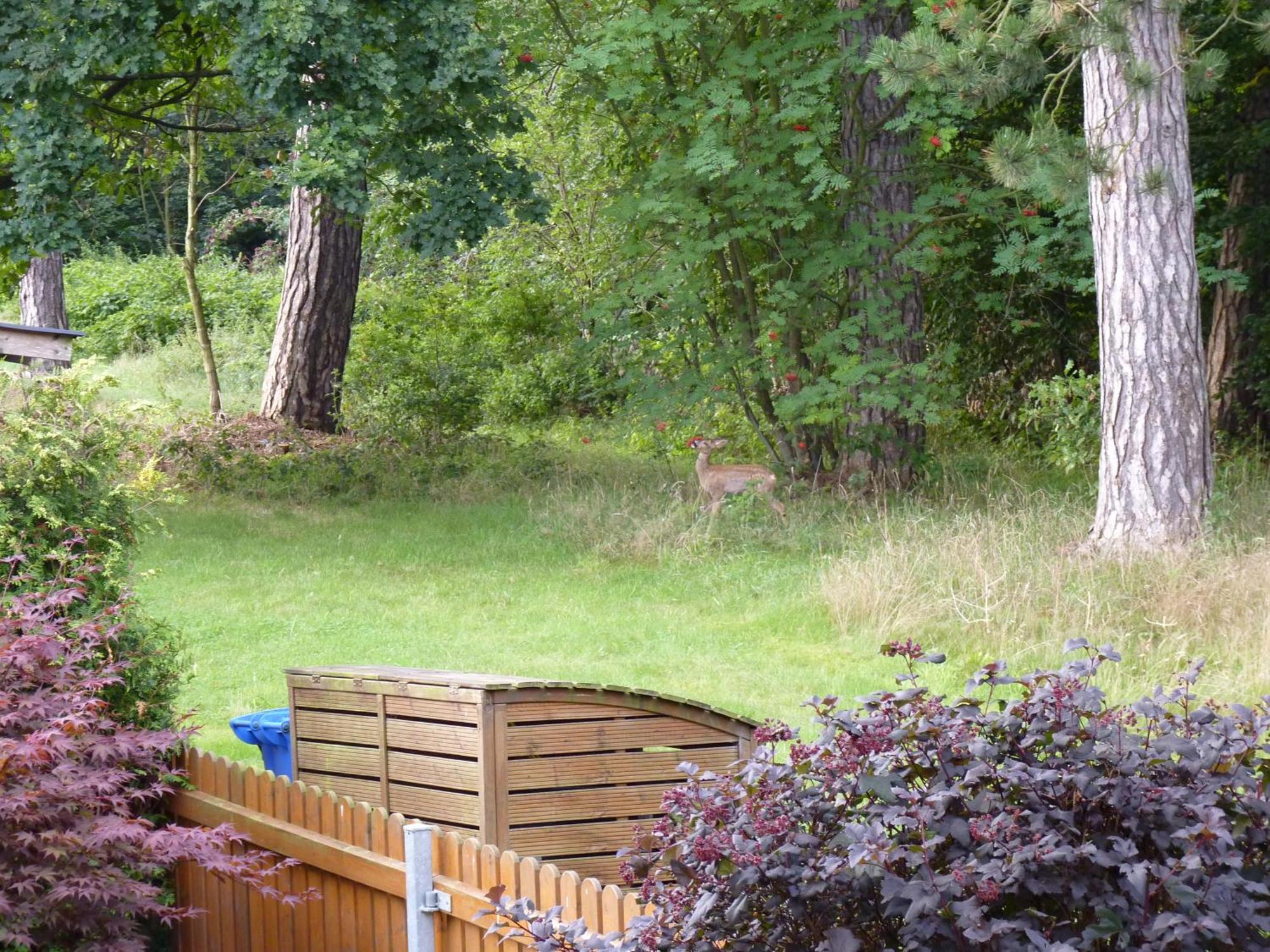 Ferienwohnung Im Wald Mit Kamin Bad Harzburg Eksteriør billede
